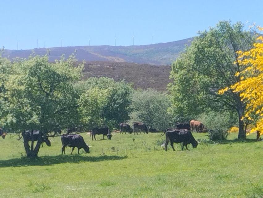 O Recuncho Da Isa - Ribeira Sacra Villa Pereiro de Aguiar Buitenkant foto
