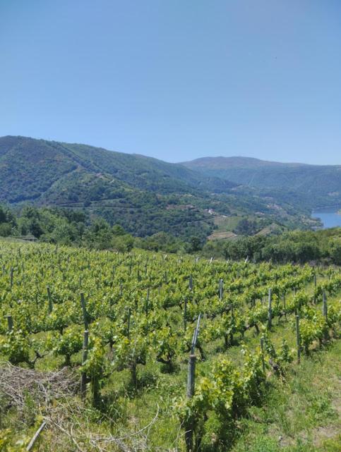 O Recuncho Da Isa - Ribeira Sacra Villa Pereiro de Aguiar Buitenkant foto